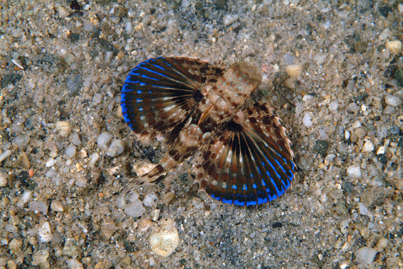 Dactylopterus volitans / pesce civetta